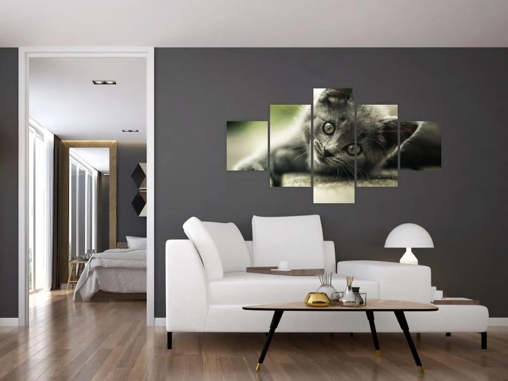 Obraz kotka (125x70 cm)