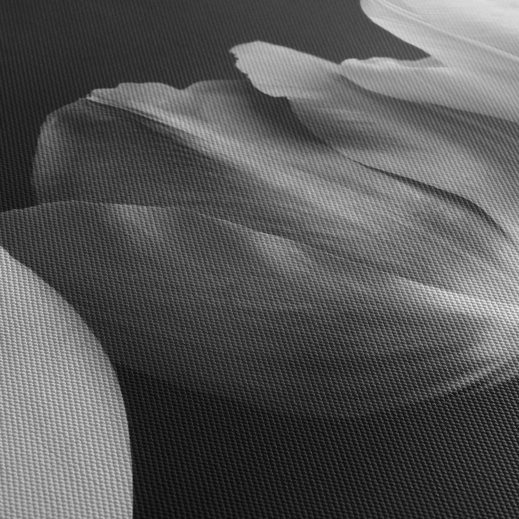 Obraz - Czarno - białe kwiaty tulipanów (70x50 cm)