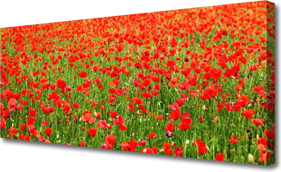 Obraz canvas Krwistoczerwone Maki