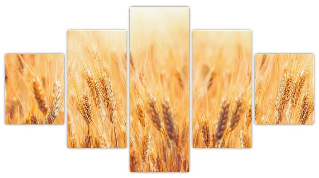 Obraz - pole z ziarnami (125x70 cm)