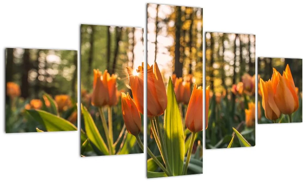 Obraz - pomarańczowe tulipany (125x70 cm)