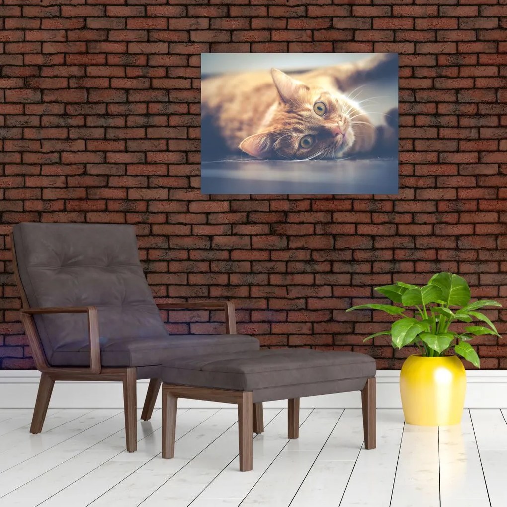 Obraz na szkle kota na podłodze (70x50 cm)