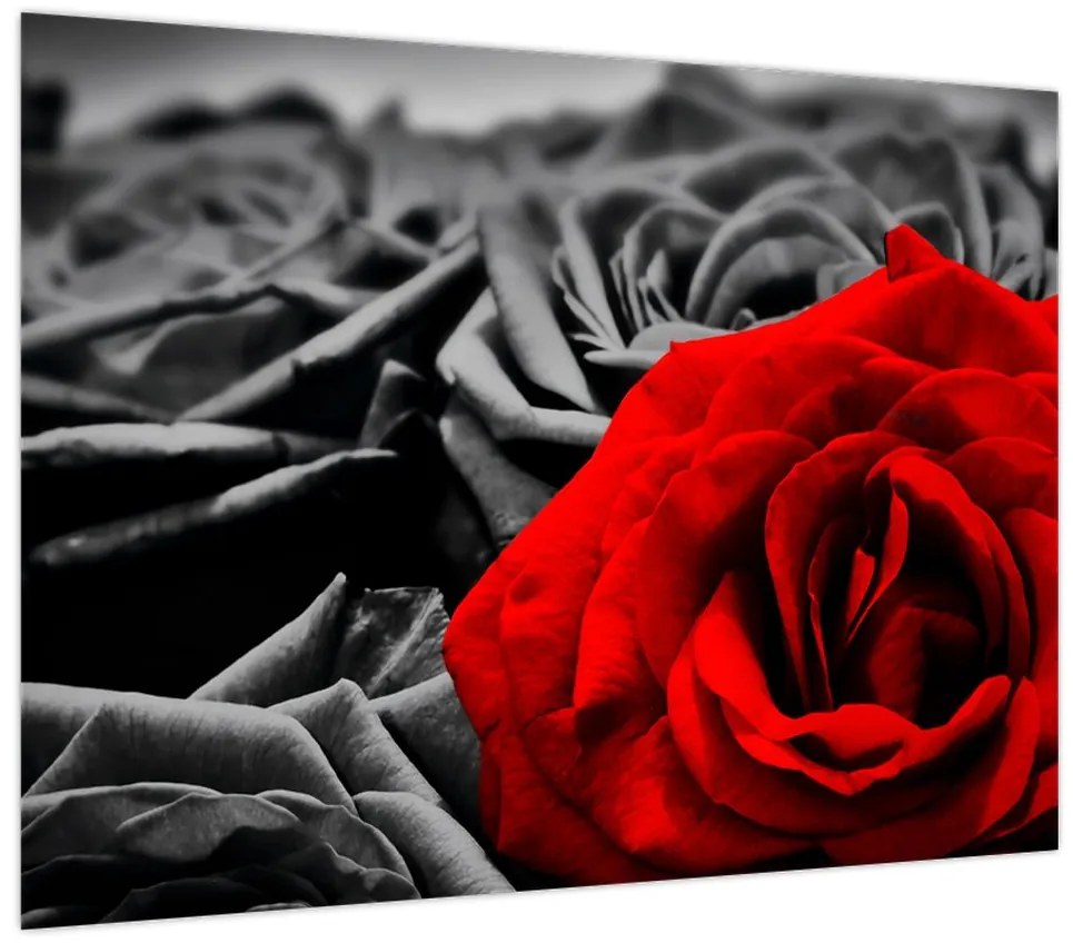 Obraz - Róże (70x50 cm)