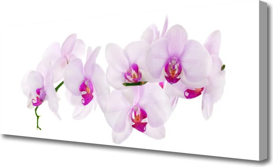 Obraz canvas Pastelowy Ogród Botaniczny