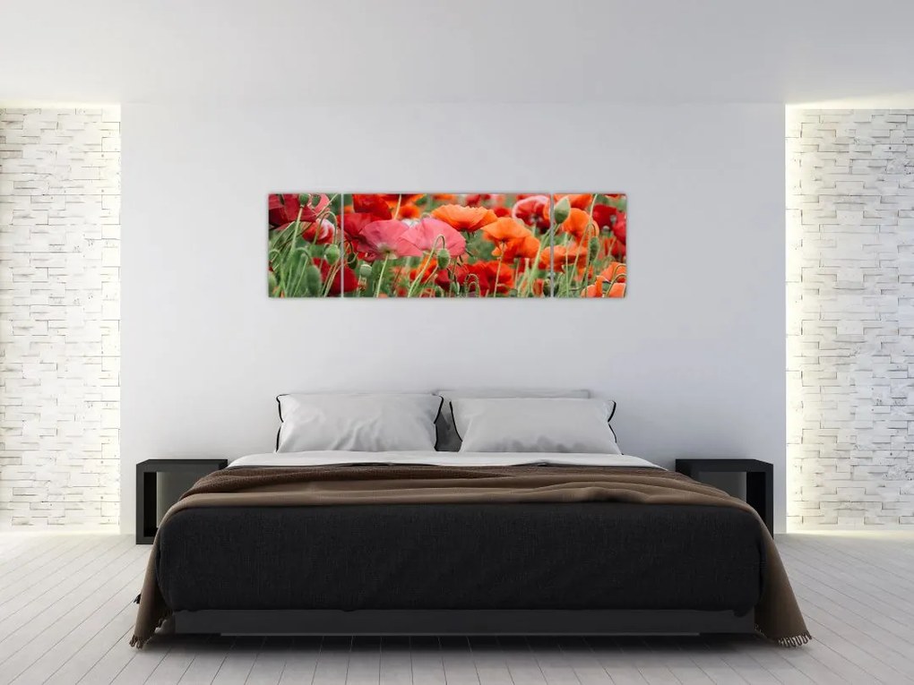 Obraz pola maków (170x50 cm)