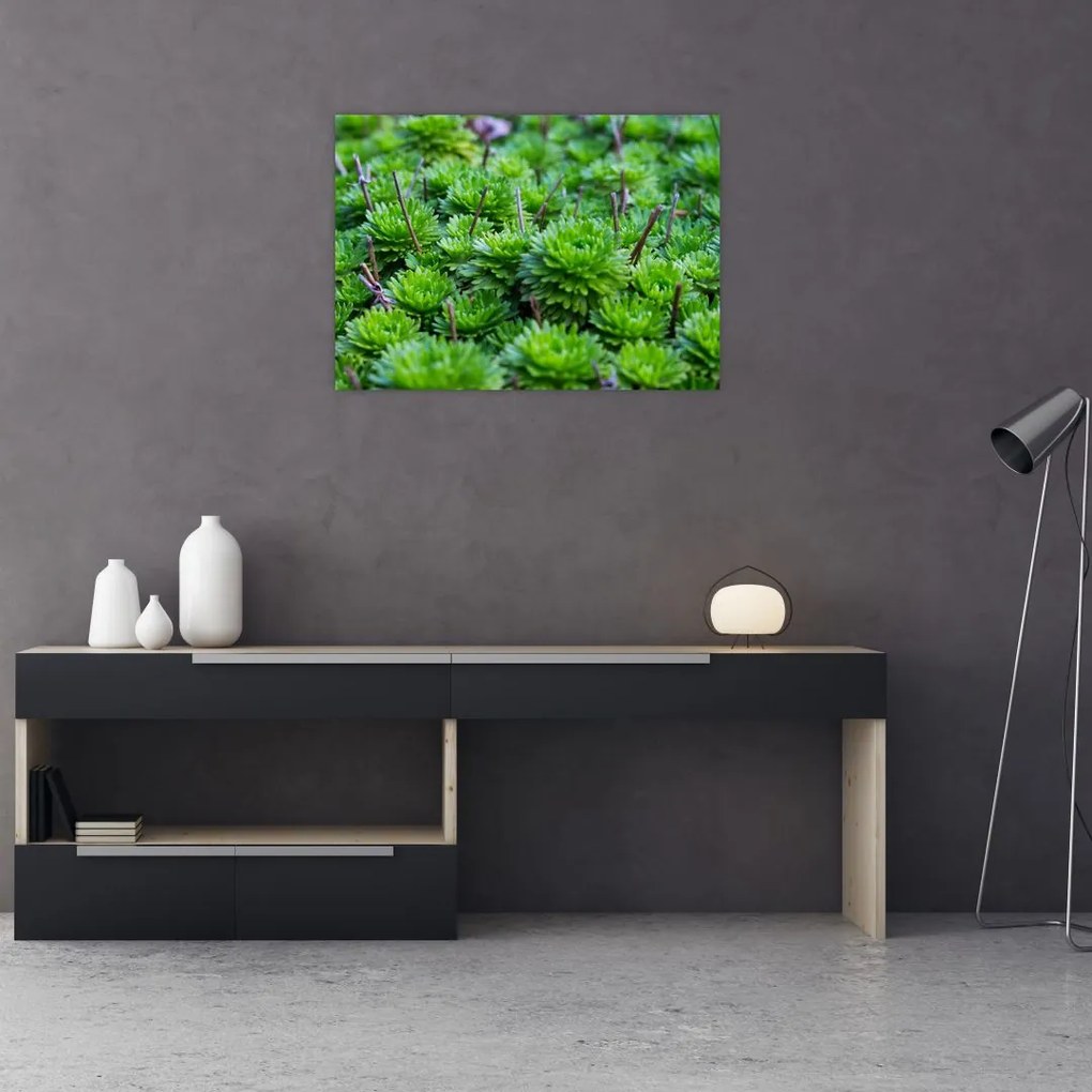 Obraz na szkle sukulentów (70x50 cm)