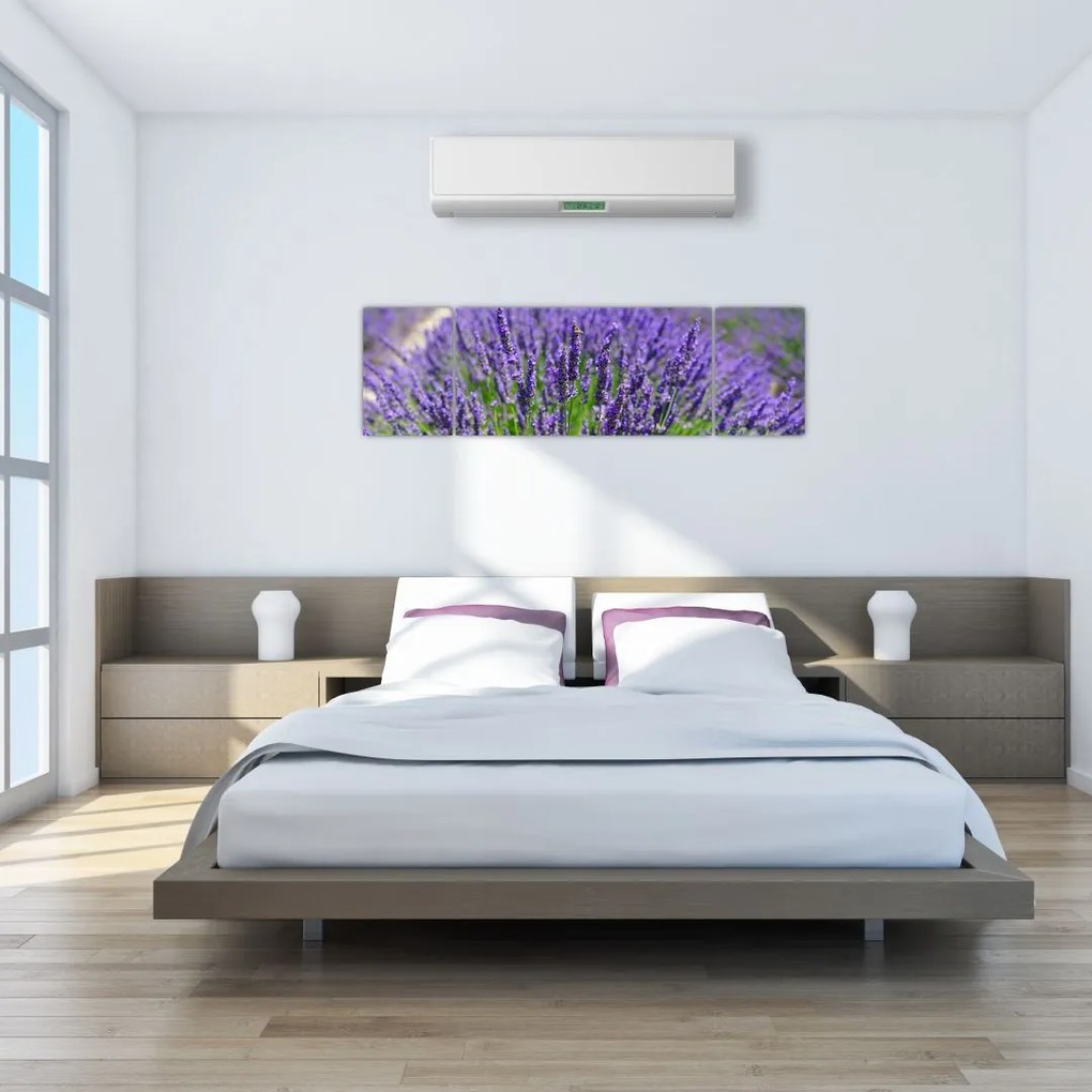 Obraz - lawenda (170x50 cm)