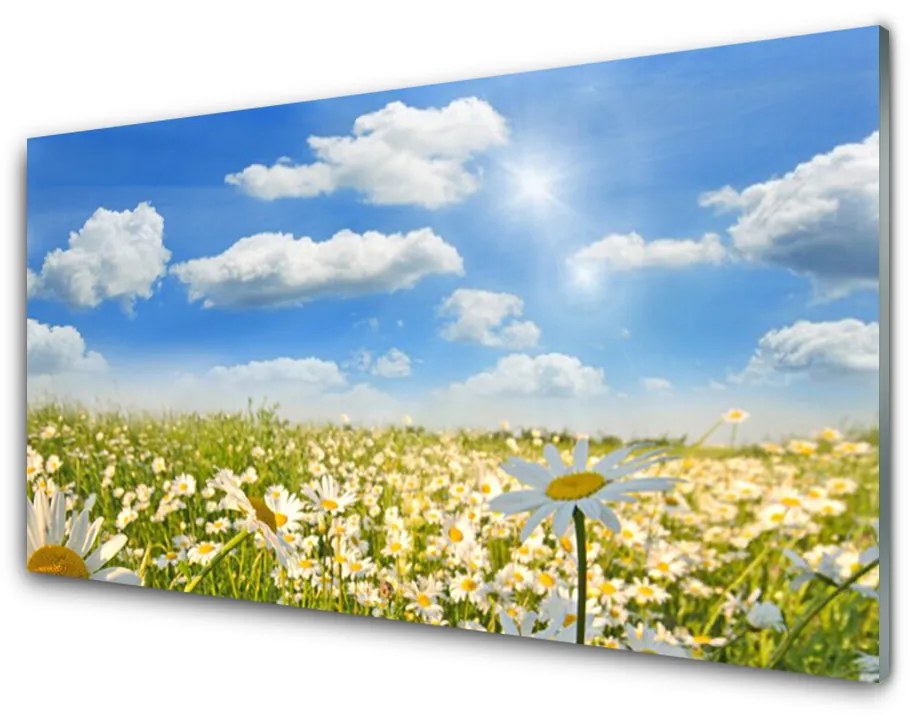 Panel Szklany Łąka Stokrotki Natura