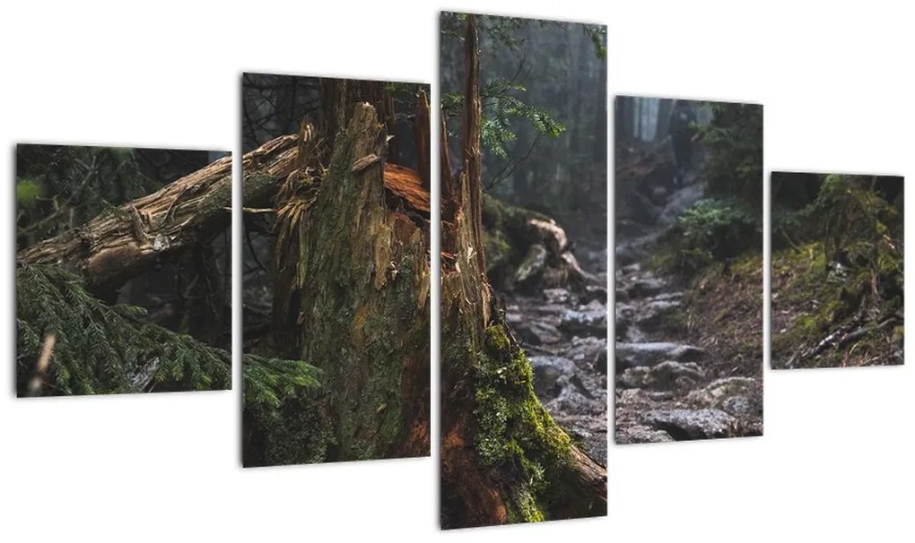 Obraz - W lesie (125x70 cm)