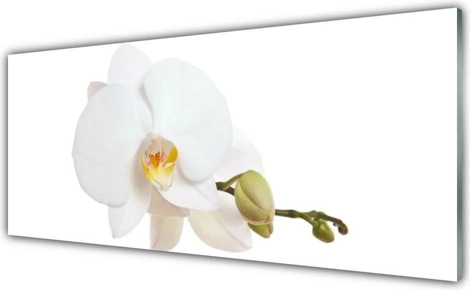 Panel Szklany do Kuchni Subtelny Akcent Botaniczny