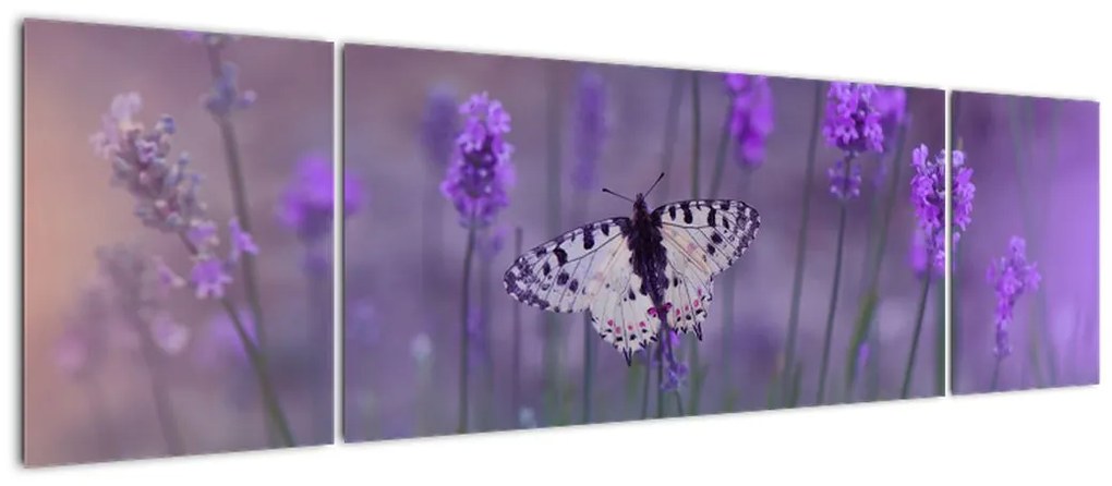Obraz - Motyl w lawendach (170x50 cm)
