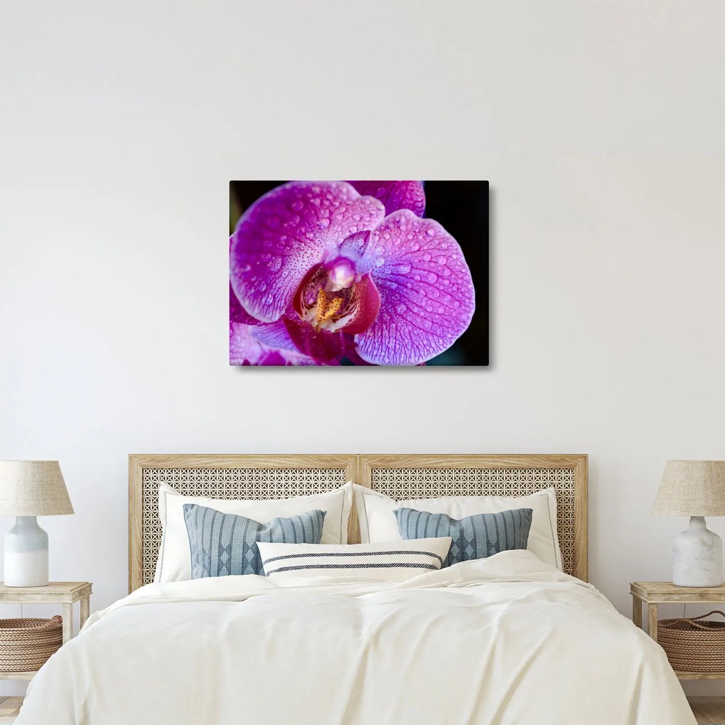 Obraz - Zbliżenie kwiatu orchidei (70x50 cm)
