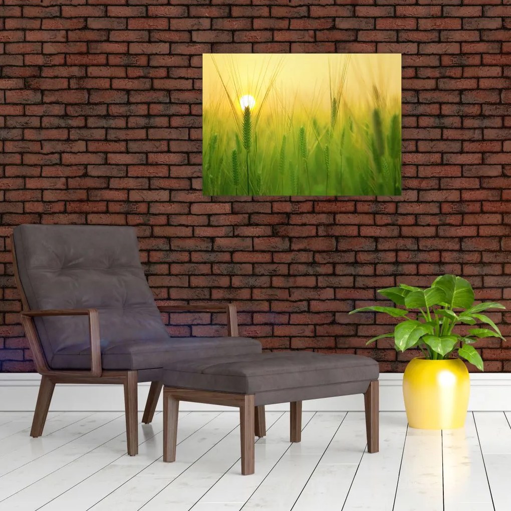 Obraz pola ze zbożem (70x50 cm)