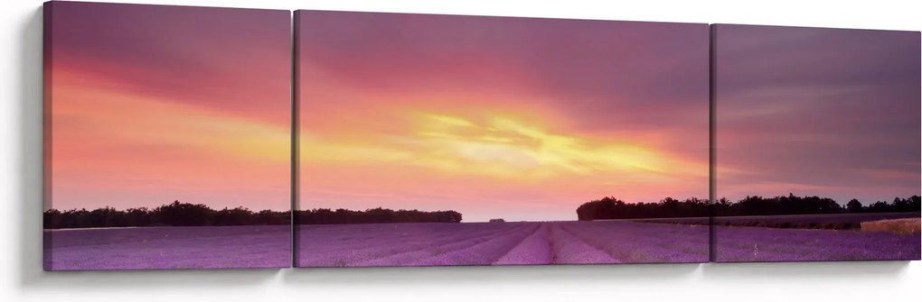 Obraz - Pole lawendy (170x50 cm)