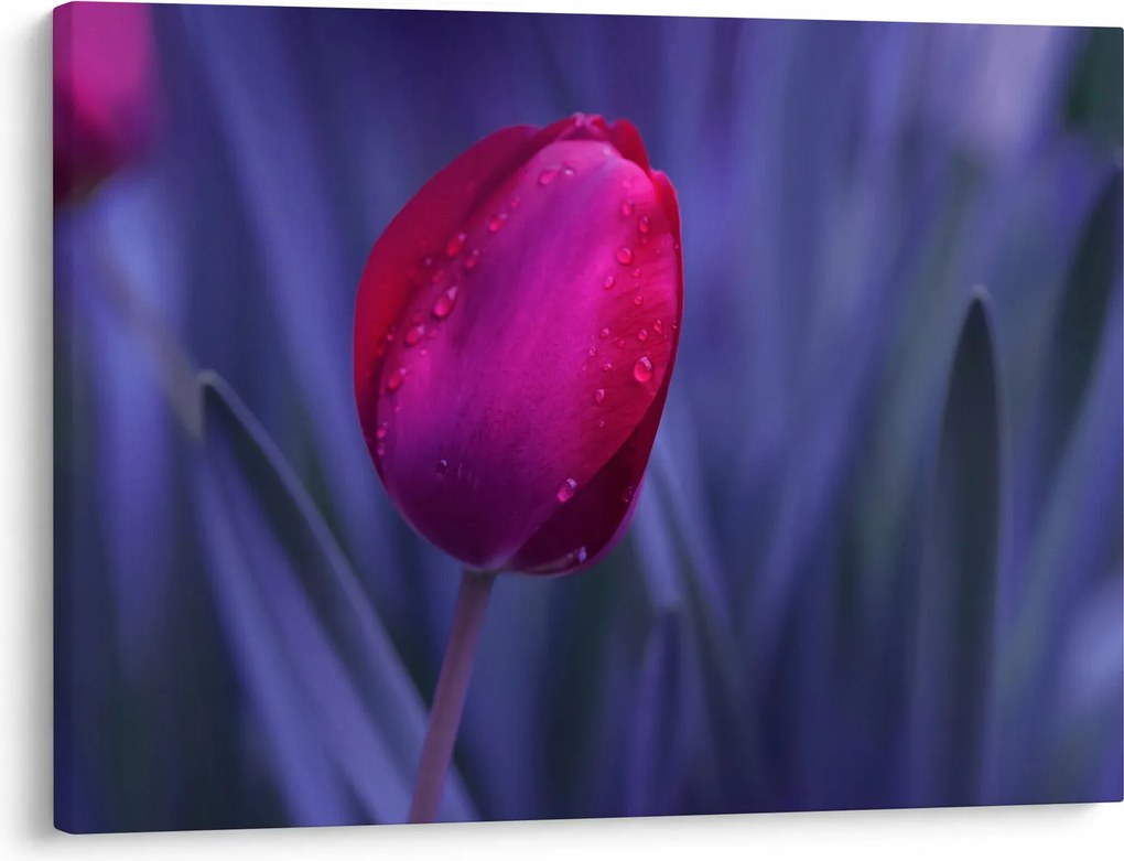 Obraz pąka tulipana (70x50 cm)