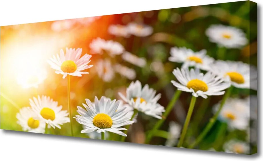 Obraz canvas Stokrotki w Promieniach Słońca