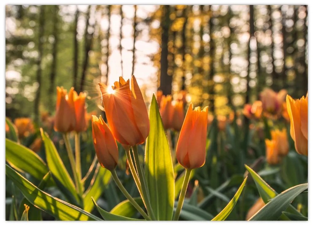 Obraz na szkle - pomarańczowe tulipany (70x50 cm)