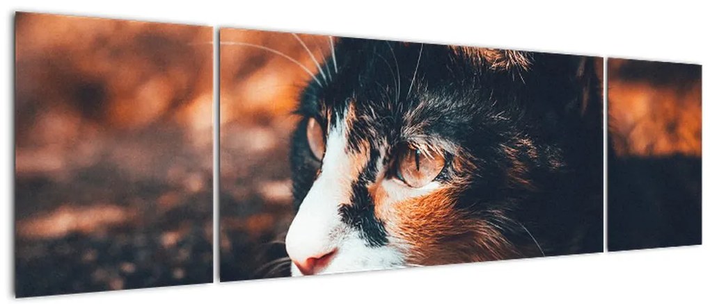 Obraz - Spojrzenie kota (170x50 cm)