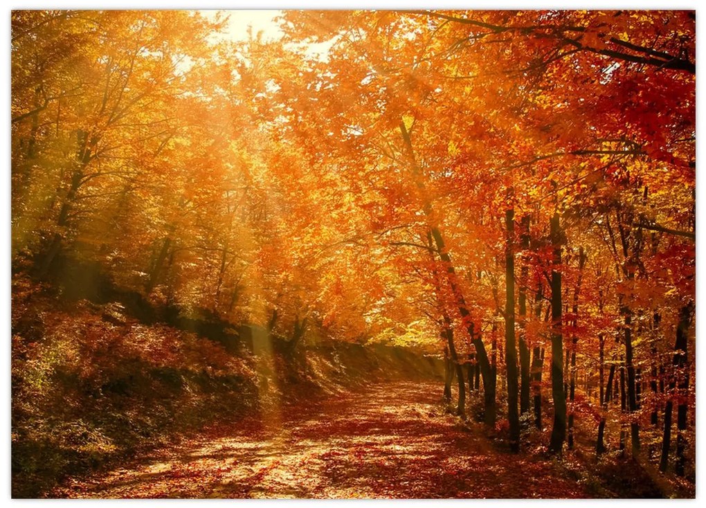 Obraz jesiennego lasu (70x50 cm)