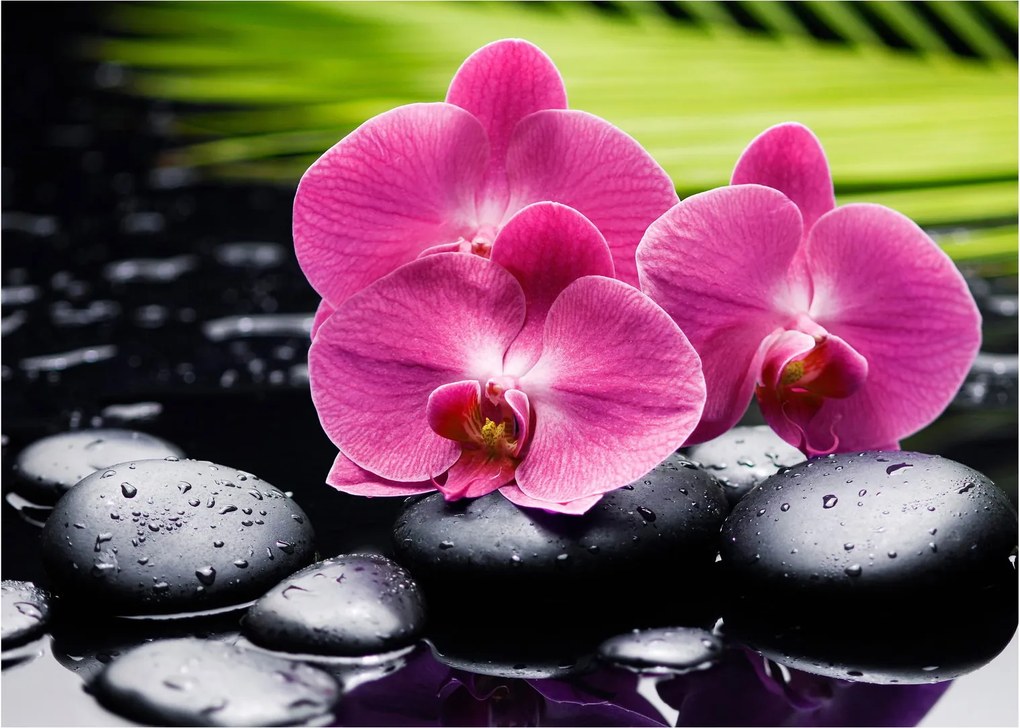 Obraz - Różowe orchidee z liściem palmy (70x50 cm)