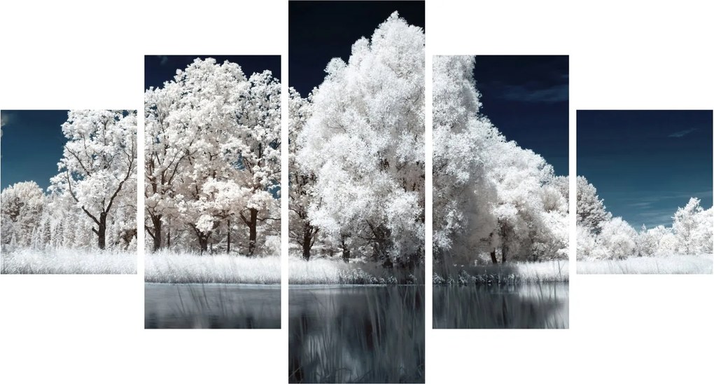 Obraz - Śnieżnobiałe drzewa (125x70 cm)