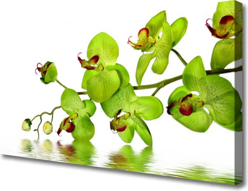 Zdjęcie na płótnie Kolorowy Ogród Botaniczny