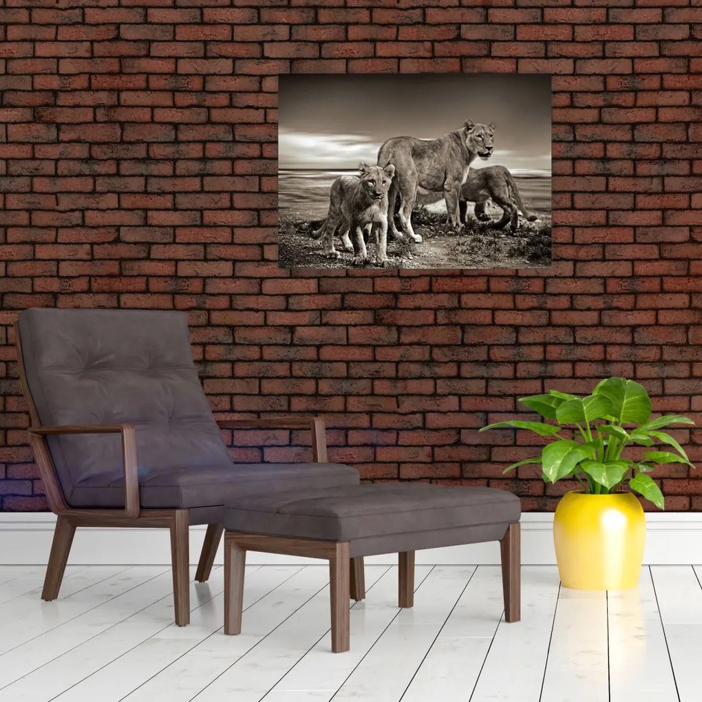 Obraz czarno - białych lwów (70x50 cm)