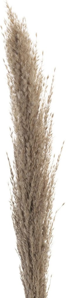 Gałązka Pampas Grass 130cm