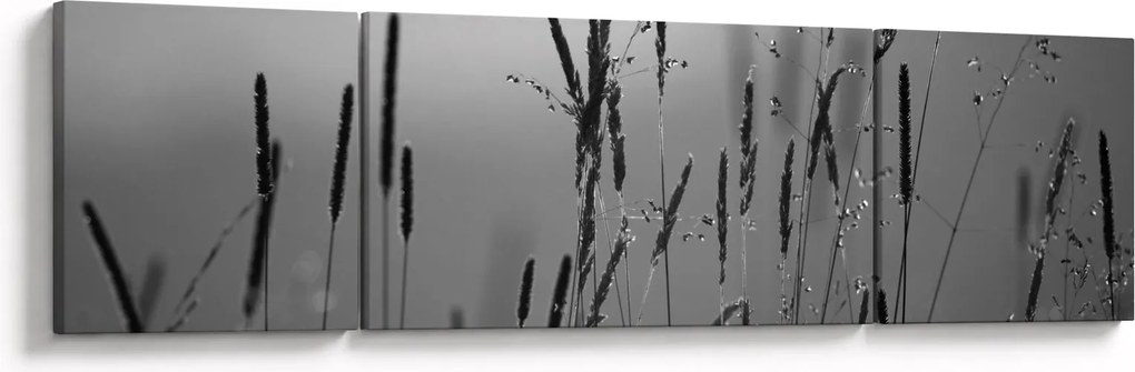 Obraz - źdźbła trawy (170x50 cm)