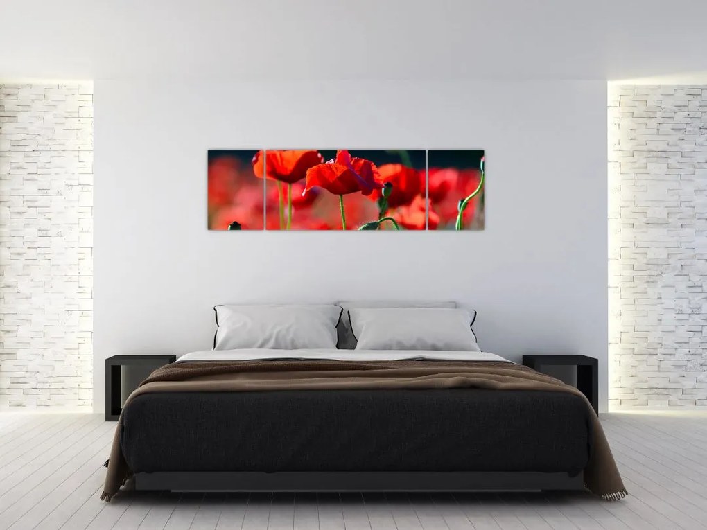 Obraz - maki (170x50 cm)