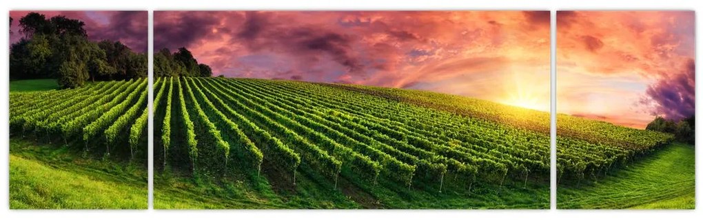 Obraz winnicy z kolorowym niebem (170x50 cm)