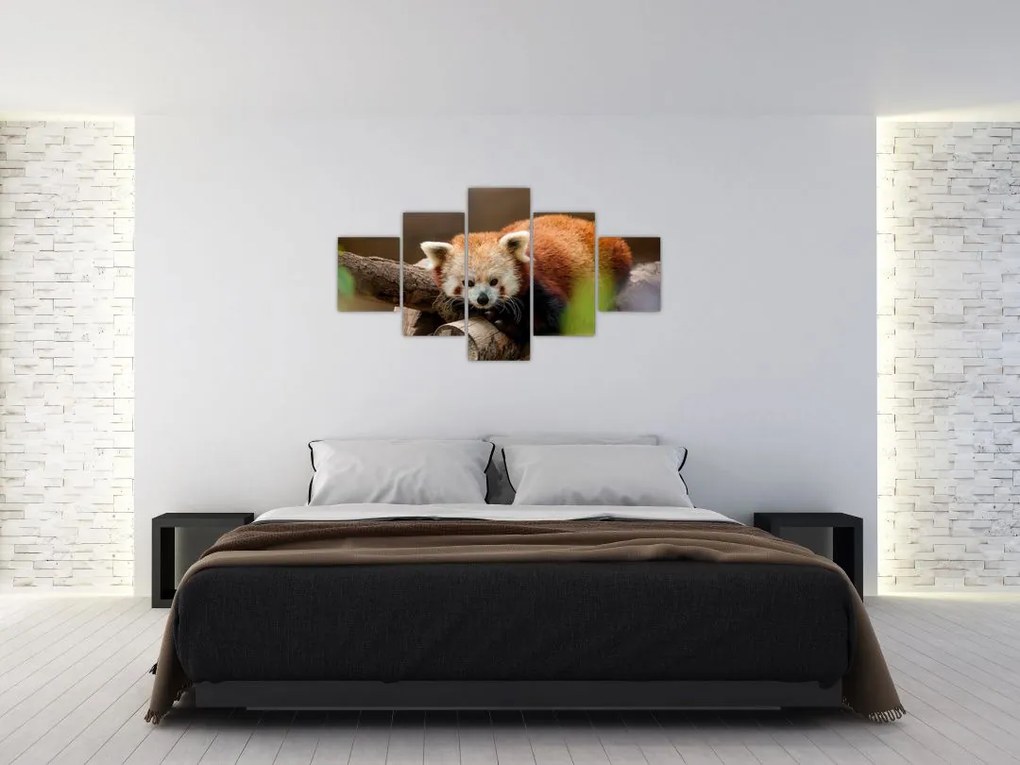 Obraz czerwonej pandy (125x70 cm)