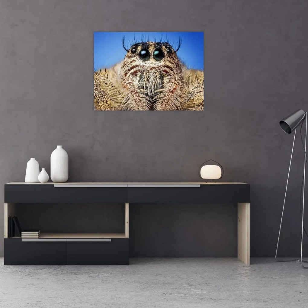 Obraz na szkle szczegółu pająka (70x50 cm)
