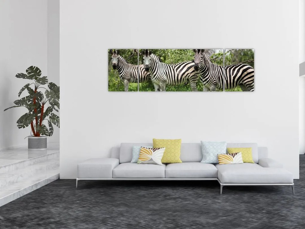 Obraz z zebrami (170x50 cm)