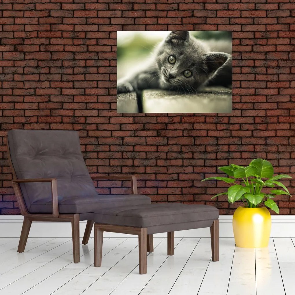 Obraz na szkle - kotek (70x50 cm)