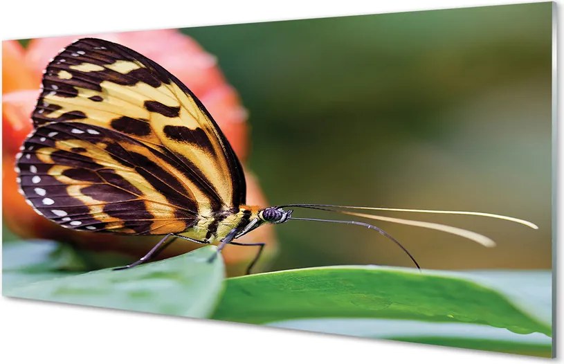 Panel Kuchenny Szklany Samotny Motyl w Locie