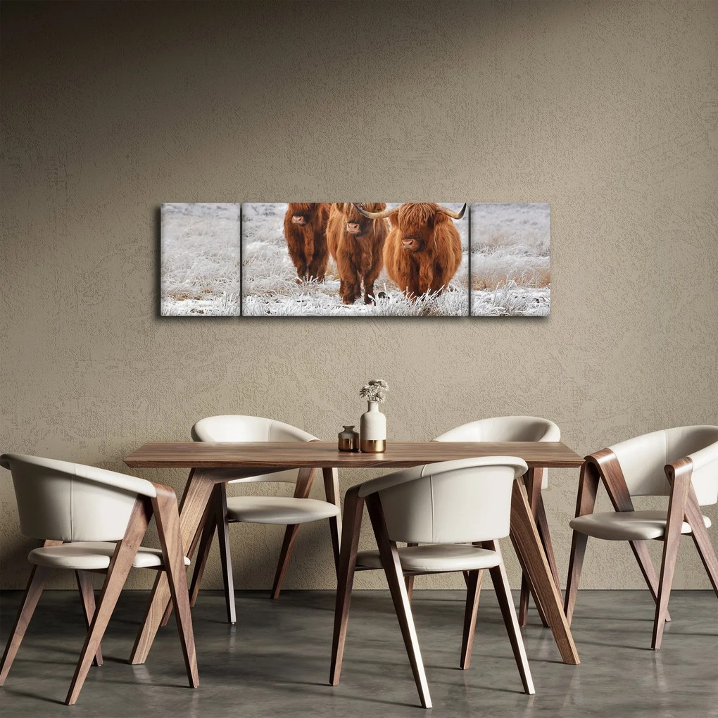 Obraz - Szkockie krowy (170x50 cm)