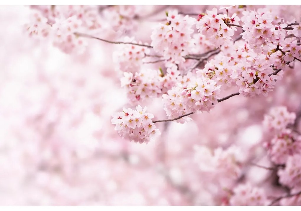 Fototapeta XXL Sakura 360 x 254 cm, 4 części
