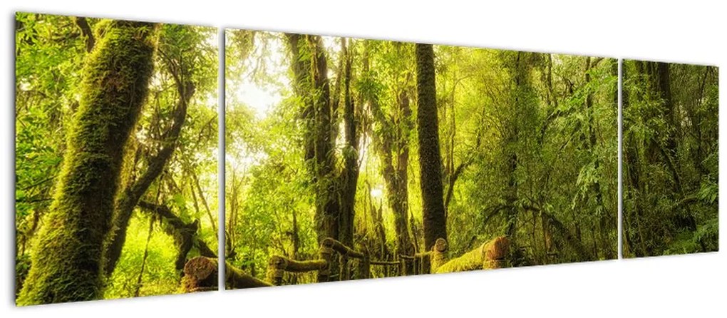 Obraz omszałej dżungli (170x50 cm)