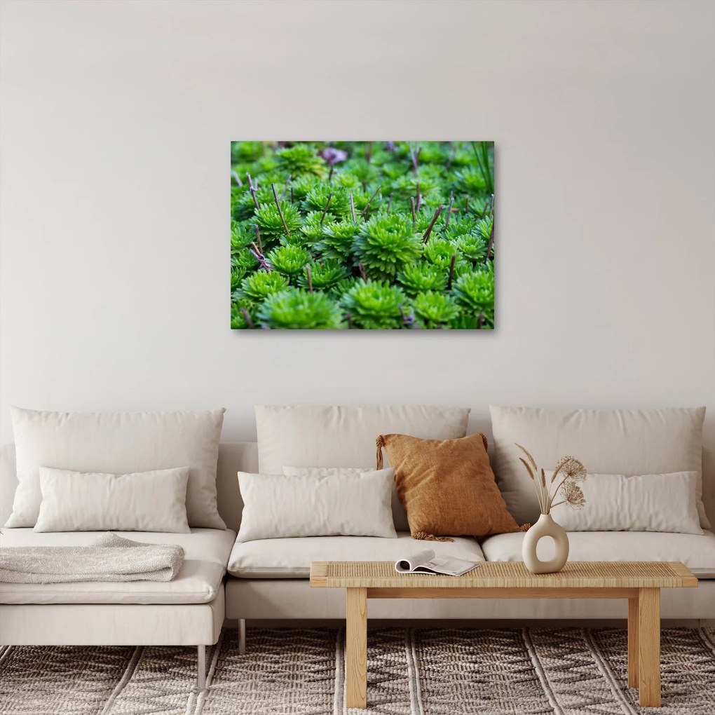 Obraz sukulentów (70x50 cm)