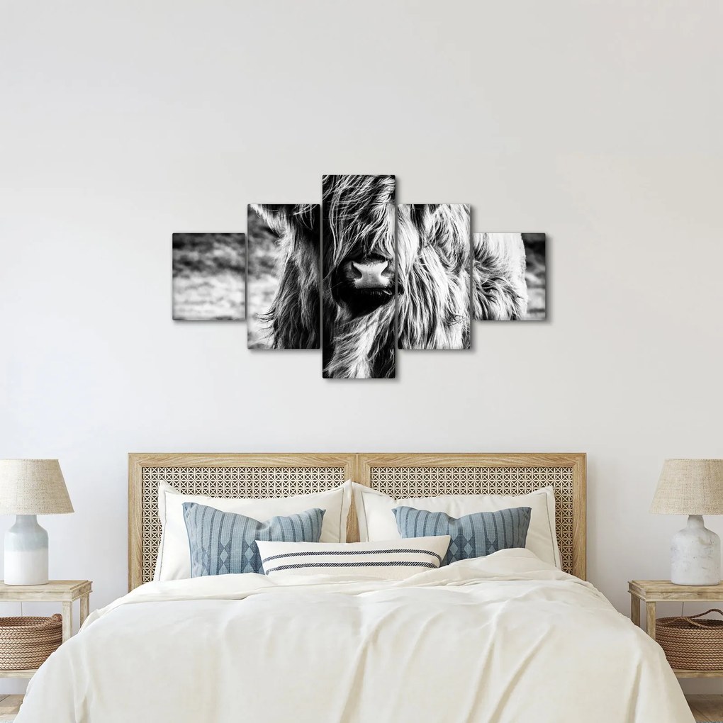 Obraz - Highland - szkocka krowa (125x70 cm)