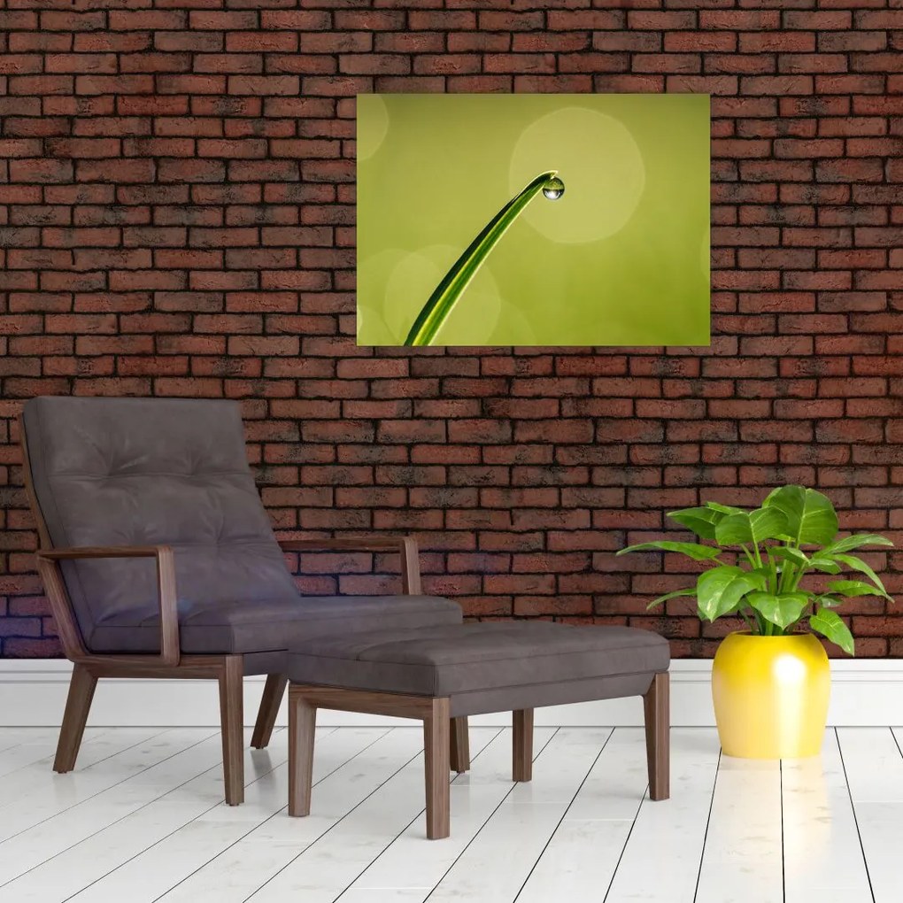 Obraz kropli wody na trawie (70x50 cm)