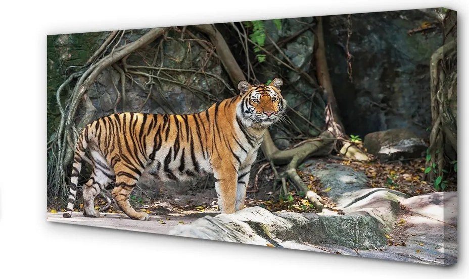 Obraz canvas na ścianę Tygrys w Dżungli