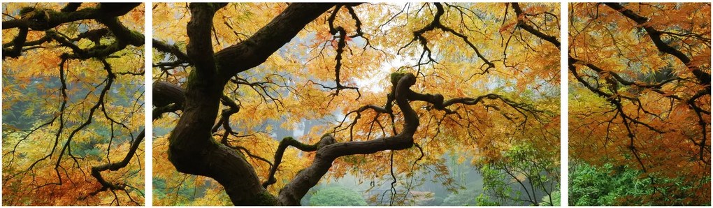 Obraz żółtego klonu japońskiego, Portland, Oregon (170x50 cm)