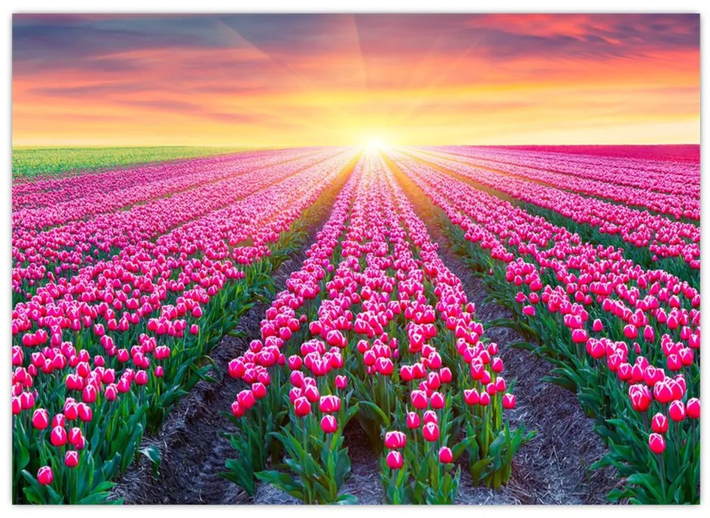 Obraz pole tulipanów ze słońcem (70x50 cm)