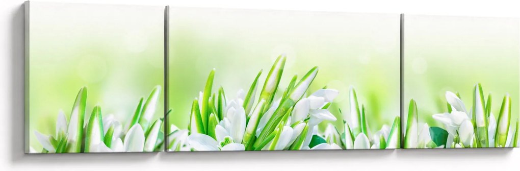 Obraz - Przebiśniegi (170x50 cm)