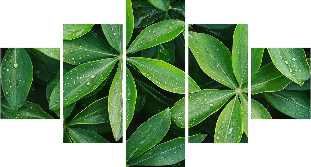 Obraz - Liście z kroplami rosy (125x70 cm)