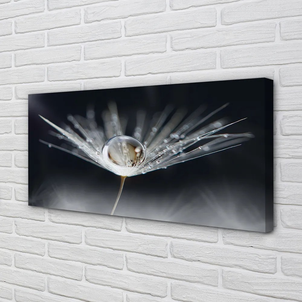 Obraz drukowany na płótnie Kryształowy Dmuchawiec w Makro