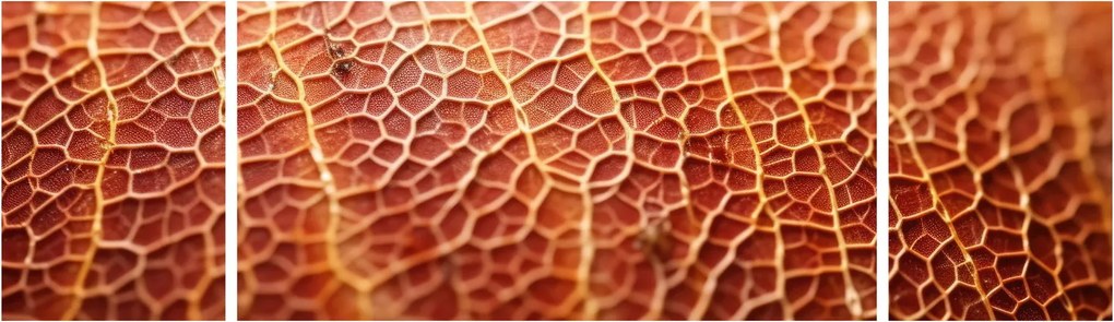 Obraz - Szczegóły tekstury (170x50 cm)