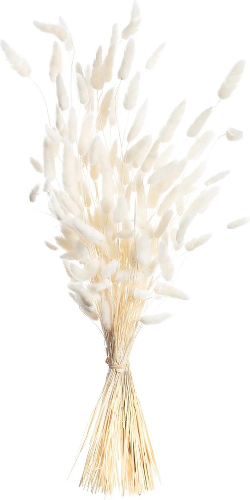 Bukiet Dmuszka 60cm cream